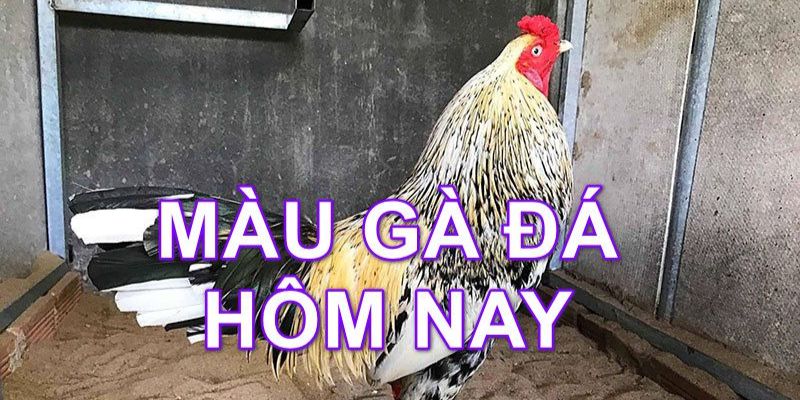 Lưu ý khi xem màu mạng đá gà theo ngày