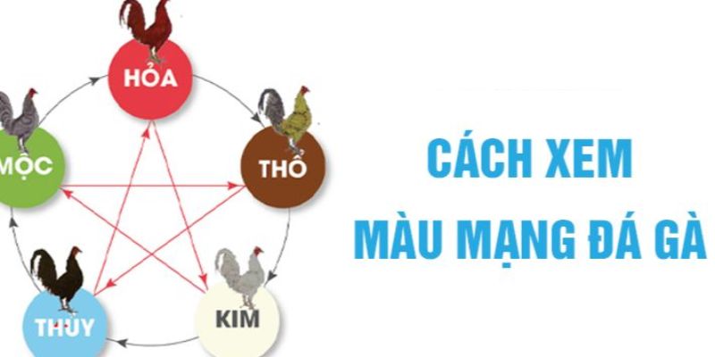 Lý do nên xem màu mạng đá gà theo ngày