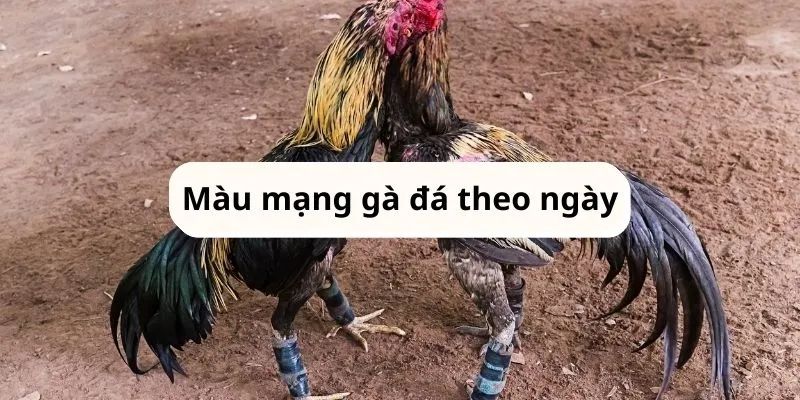 Nguồn gốc xem màu mạng gà đá theo ngày