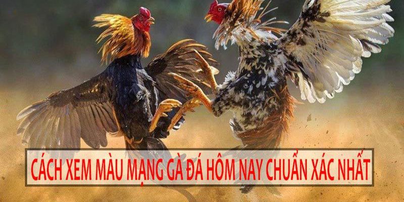 Màu Mạng Gà Đá Theo Ngày